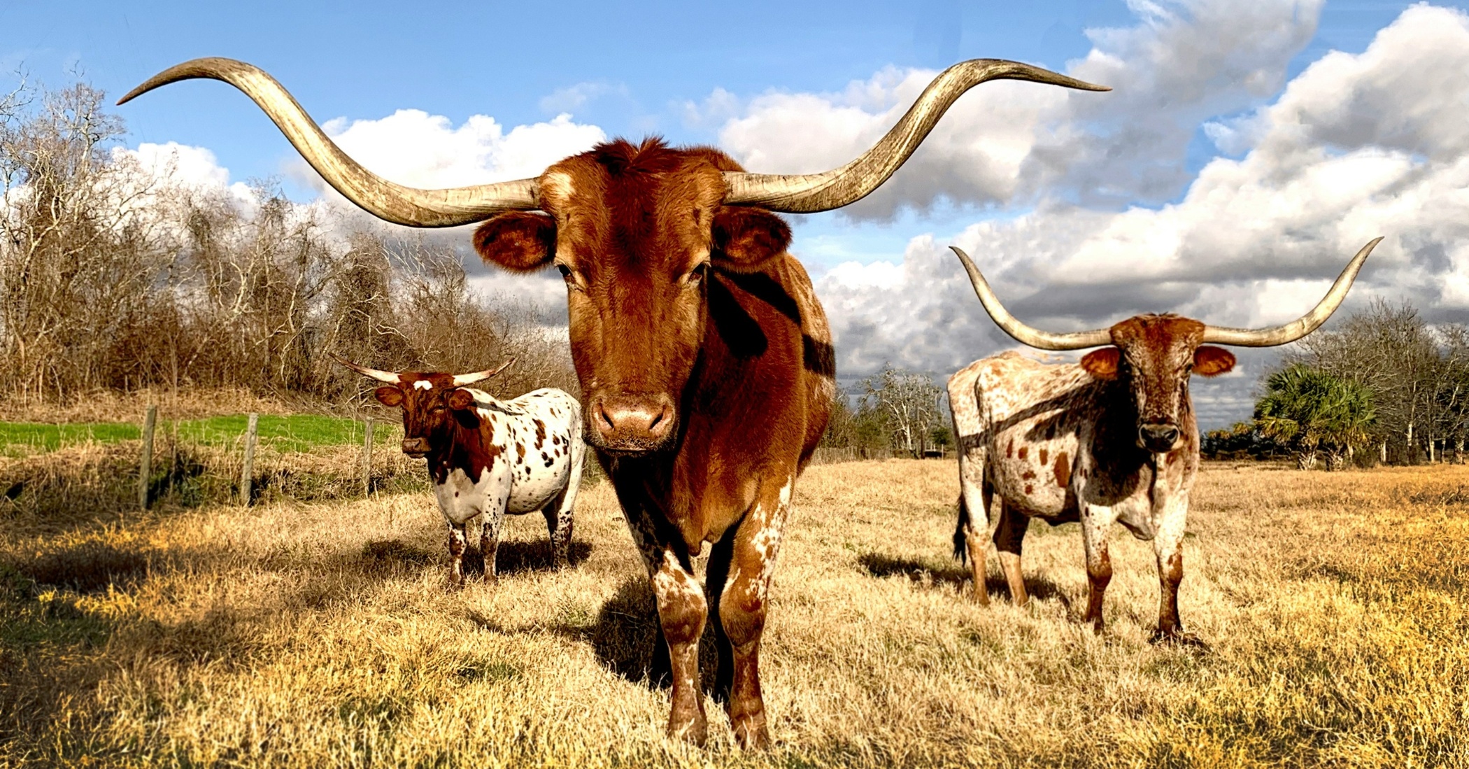 Texas Longhorn